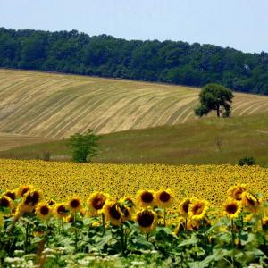 Какви са ползите за страната ни?