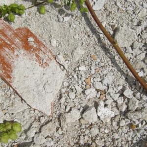 Снимка  от Вили Велева