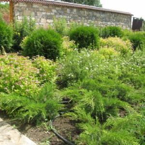 Снимка  от velina simeonova