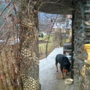 Снимка  от Здравко Йосифов