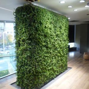 Зелена стена с фикус пумила