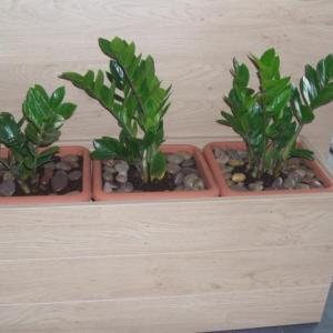 Снимка  от Румена Воденичарова