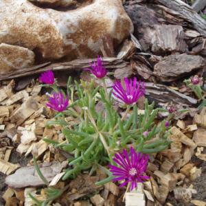 Снимка  от Румена Воденичарова