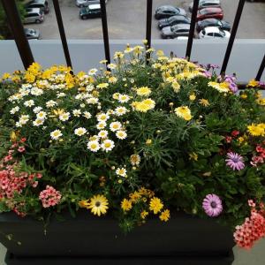 Озелянавне на тераси