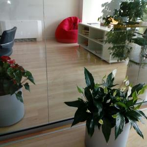 Озеленяване на офиси