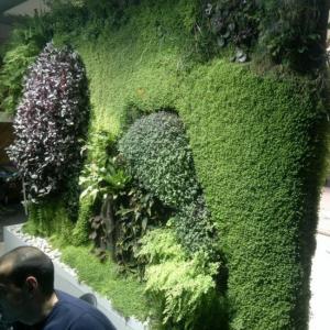 Снимка  от Мистър Грийн Mr.Green