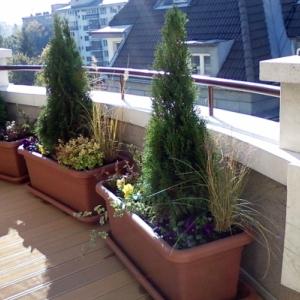 Озелянавне на тераси