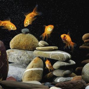 Красотата на аквариума изисква много грижи