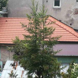 Основен ремонт на покрив