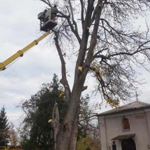Префесионално премахване на дърва