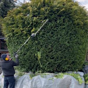 Подрязване на горната част на дървото